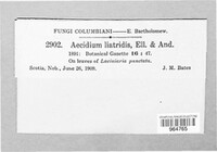 Dicaeoma liatridis image